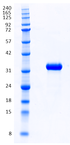 Proteros Product Image - ACK1 (human) (107-395) 