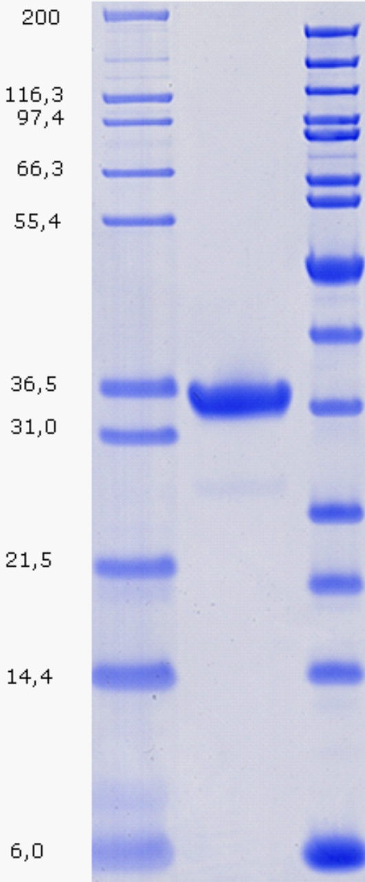 Proteros Product Image - Aurora A (human) (122-403) (D311E) + TPX2 (human) (1-43) 