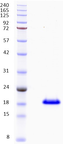 Proteros Product Image - Bcl-XL (human) (1-197)-delta(45-84)-HIS 