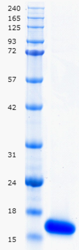 Proteros Product Image - Brd4 (human) (42-168) 