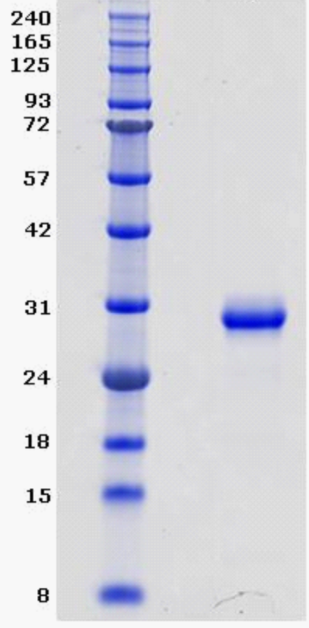 Proteros Product Image - BTK (human) (389-659) (C481S) 