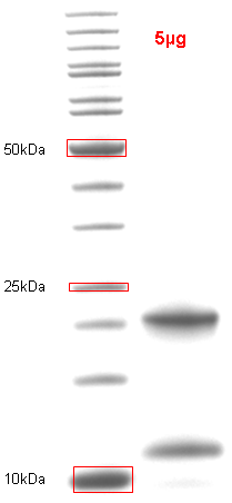 Proteros Product Image - Caspase-1 p20 (human) (123-296) + p10 (human) (314-404) (D381E) 