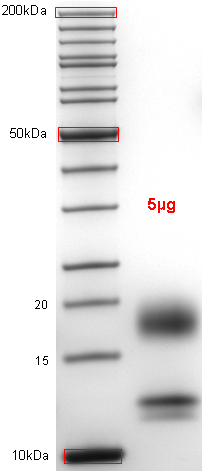 Proteros Product Image - Caspase-9 (human) (140-416) natural variant (Q221R) 