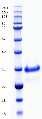 Proteros Product Image - Cathepsin B (human) (18-339) 