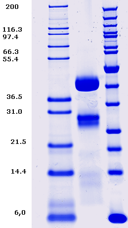 Proteros Product Image - Cathepsin D (human) (65-412) 