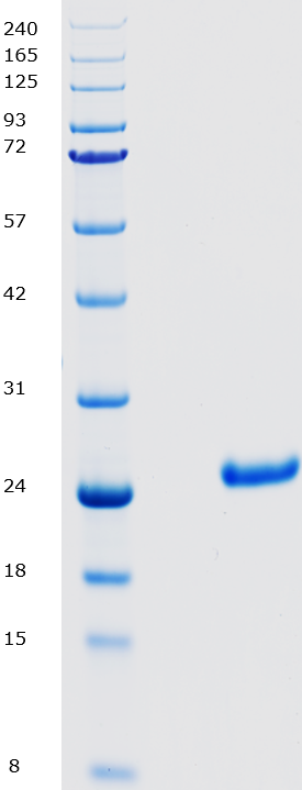 Proteros Product Image - Cathepsin K (human) (115-329) 