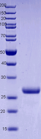 Proteros Product Image - Cathepsin H (human) (23-335) 