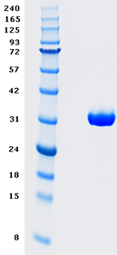 Proteros Product Image - CDK2 (human) (1-298) 