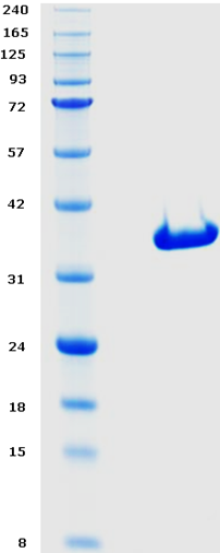 Proteros Product Image - c-Kit (human) (544-935) (694-753-TS) 