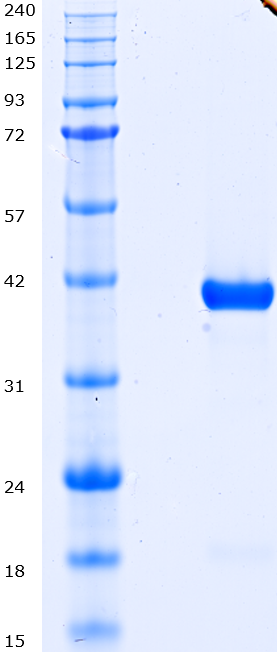 Proteros Product Image - CLK2 (human) (136-496) 