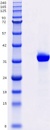 Proteros Product Image - c-Met (human) (1048-1348) 