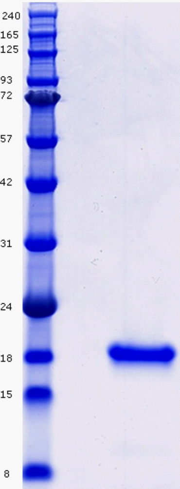 Proteros Product Image - Cyclophilin D (human) (44-207) (K175I) 