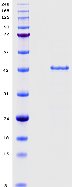 Proteros Product Image - DHODH (human) (30-395) 