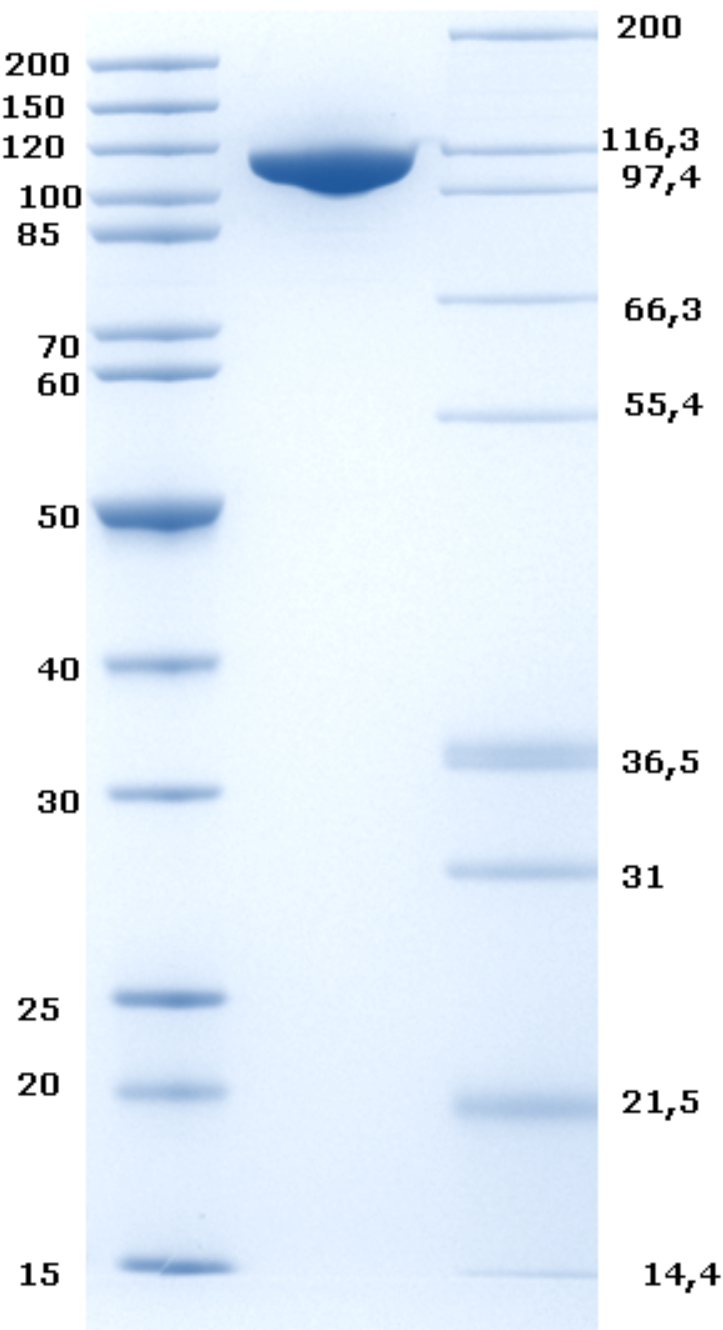 Proteros Product Image - DNMT1 (human) (621-1616) 