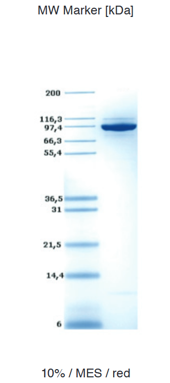 Proteros Product Image - DNMT1 (human) (726-1600) 