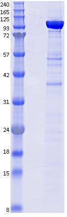 Proteros Product Image - DNMT1 (murine) (731-1602) 