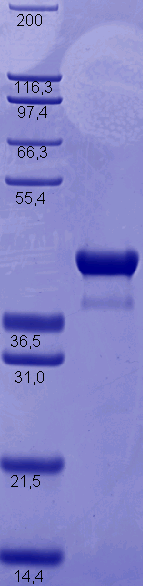 Proteros Product Image - ERK-5 (MAPK7) (human) (19-402) 