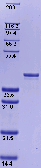 Proteros Product Image - ERK-5 (MAPK7) (human) (24-402) 