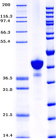 Proteros Product Image - ERK-5 (MAPK7) (human) (24-406) 