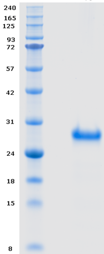 Proteros Product Image - Factor XIa (human) (388-625) (C500S) 