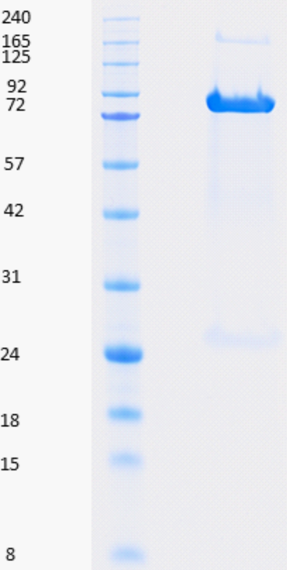 Proteros Product Image - FAPalpha (human) (27-760) 