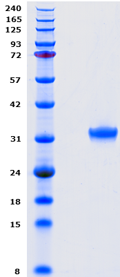 Proteros Product Image - FER kinase (human) (558-822) 