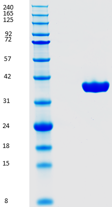 Proteros Product Image - FLT-3 (human) (564-958) (Deletion of KID, 711-761) 