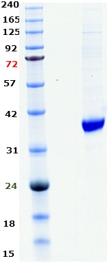 Proteros Product Image - GSK3 ß (human) (35-386) 