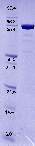 Proteros Product Image - Gyrase Subunit A (Escherichia coli, strain K12) (2-523) 