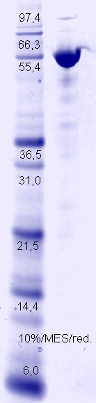 Proteros Product Image - Gyrase Subunit A (Pseudomonas aeruginosa) (2-524) 