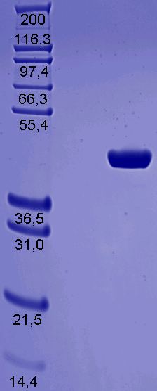 Proteros Product Image - Gyrase Subunit B (Escherichia coli, strain K12) (2-393) 