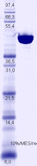 Proteros Product Image - Gyrase Subunit B (Pseudomonas aeruginosa) (2-395) 