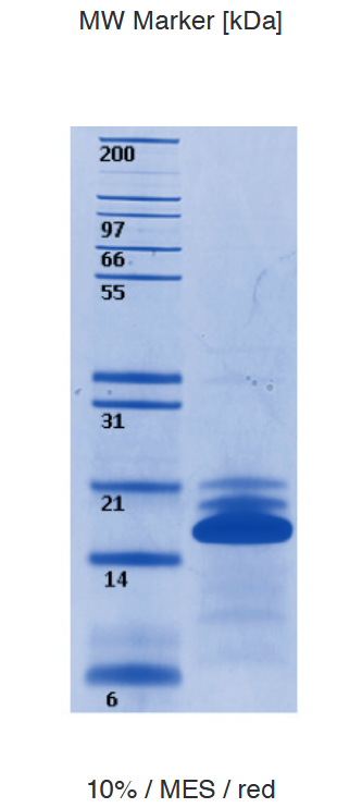 Proteros Product Image - H2A (xenopus) 