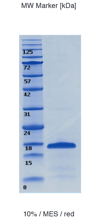 Proteros Product Image - H2B (xenopus) 