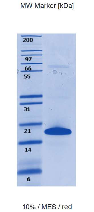 Proteros Product Image - H3 (1-135) (xenopus) 