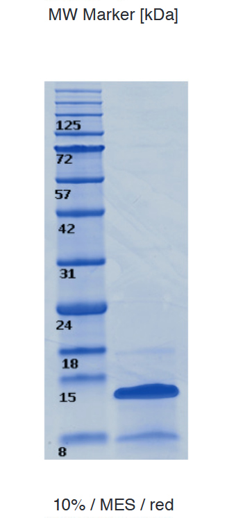 Proteros Product Image - H4 (xenopus) 