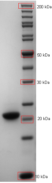 Proteros Product Image - HCV NS3-4a (1-180) 