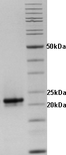 Proteros Product Image - HCV NS3-4a (1-181) 