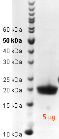 Proteros Product Image - HCV genotype 1b (isolate Con1) NS3-4a (1-187) 