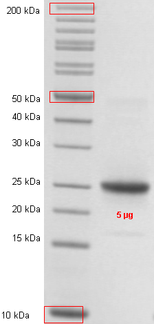 Proteros Product Image - HCV genotyp 1b (isolate Con1) NS5A (25-215) 