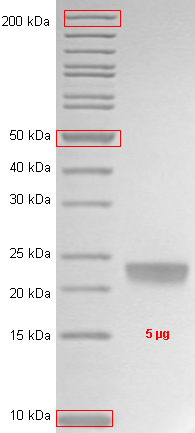 Proteros Product Image - HCV  genotyp 1b (isolate Con1) NS5A(33-202) 