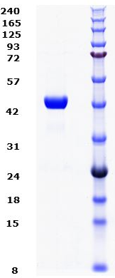 Proteros Product Image - HDAC4 (human) (648-1057) 