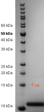 Proteros Product Image - HIV type 1 group M subtype B (isolate BH10) Protease (1-99) 