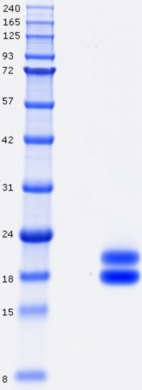 Proteros Product Image - IL17-A (human) (24-155) 