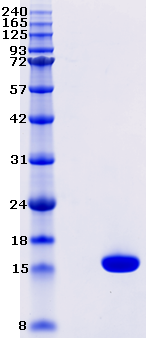 Proteros Product Image - IL17-A (human) (34-155) ( N68D; C129S) 