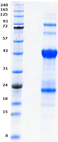 Proteros Product Image - IDO (human) (1-403) 