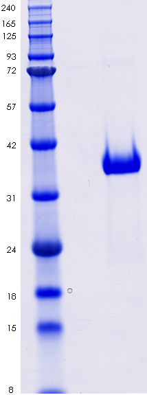 Proteros Product Image - IRAK-4 (human) (154-460) 