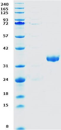 Proteros Product Image - IRAK-4 (human) (160-460) 