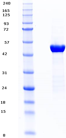 Proteros Product Image - IRE1 (human) (547-977) 