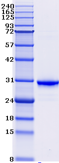 Proteros Product Image - ITK (human) (357-620) 